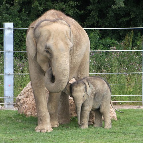 elephants photo